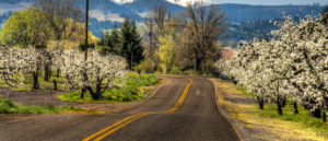 Rural road, apple orchards, Mt. Hood